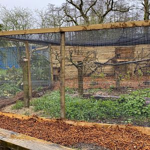 Scottish wildcat enclosure, Beale park, UK