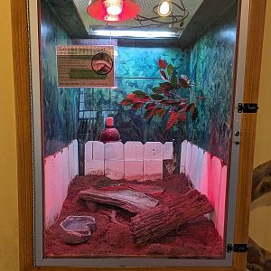 European legless lizard exhibit in the Discovery House