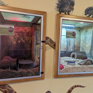 Screaming Hairy Armadillo exhibits in the Discovery House