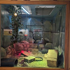 Burmese Star Tortoise exhibit in the Discovery House