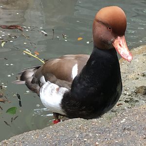 Red-Crested Pochard (Netta rufina