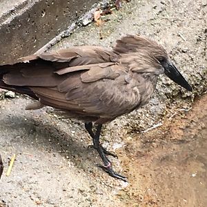 Hammerkop (Scopus umbretta)