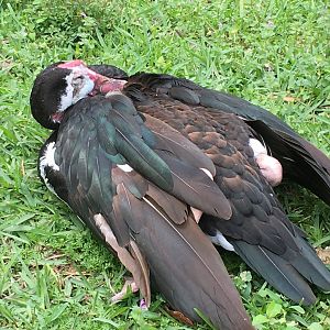 Spur-Winged Goose (Plectropterus gambensis)