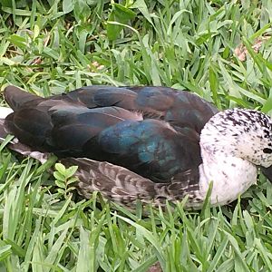 American Comb Duck (Sarkidiornis sylvicola)