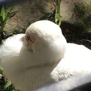 Maguari Stork (Ciconia maguari)