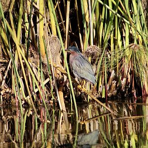 Western Green Heron (Butorides virescens anthonyi) wild