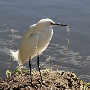 Western Snowy Egret (Egretta thula brewsteri) wild
