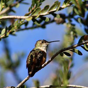 Allen's Hummingbird (Selasphorus sasin sasin) female wild