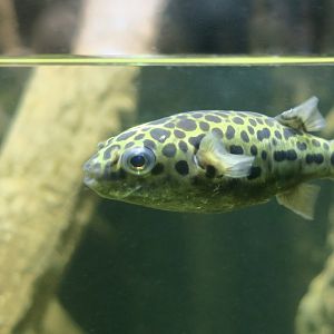 Green Spotted Puffer (Dichotomyctere nigroviridis)