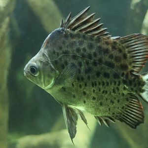 Spotted Scat (Scatophagus argus)