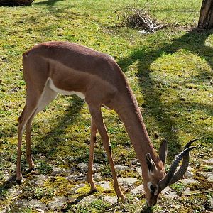 Gerenuk