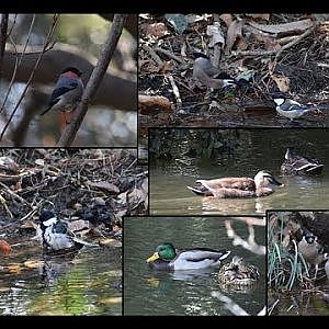 Shinjuku Gyoen National Garden | Birding [Video Taken March 15th, 2024] - YouTube