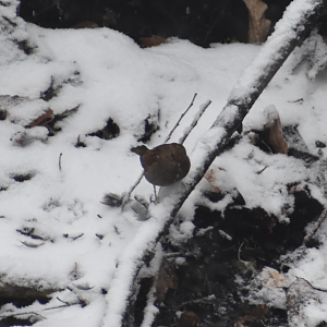 Japanese Accentor ~ Karuizawa