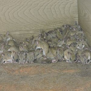 Spinifex Hopping Mice - pile up