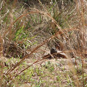 Tortoise in the Grass (Gopherus polyphemus)