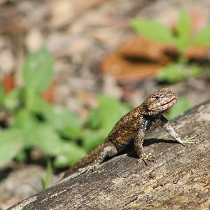 Eastern Fence Lizard (Sceloporus undulatus)
