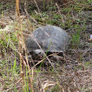 Gopher Tortoise (Gopherus polyphemus)