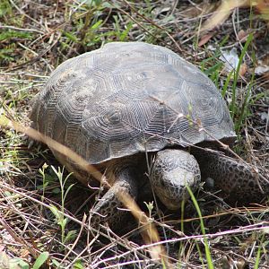 Gopher Tortoise (Gopherus polyphemus)