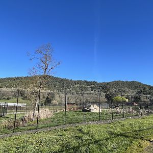 Lion Complex (1 of 4 enclosures)