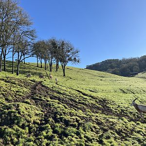 Drive Through Safari
