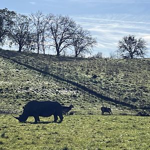 Drive Through Safari