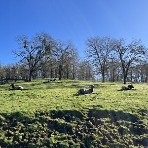 Drive Through Safari