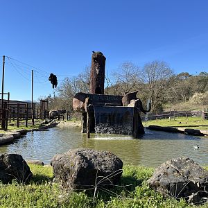 African Elephant Pool