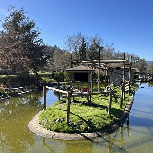Ring-tailed Lemur Exhibit