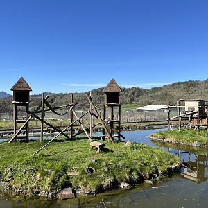 Ring-Tailed + Red Ruffed Lemur Islands