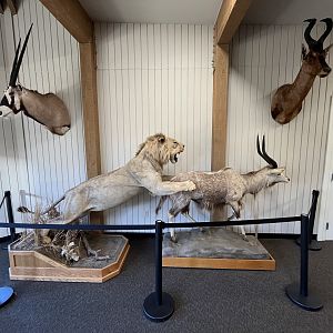 Taxidermy Room