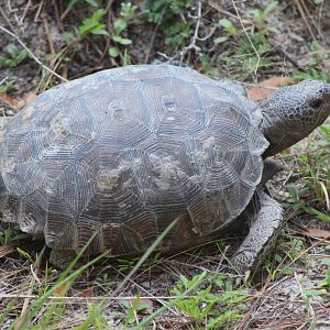 Gopher Tortoise (Gopherus polyphemus)