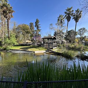 American Alligator Exhibit