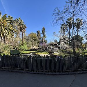 American Alligator Exhibit