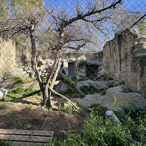 Snow Leopard Exhibit