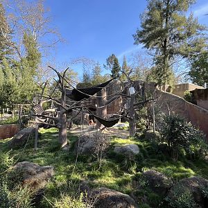 Sumatran Orangutan Exhibit