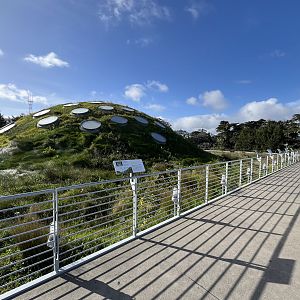 Living Roof