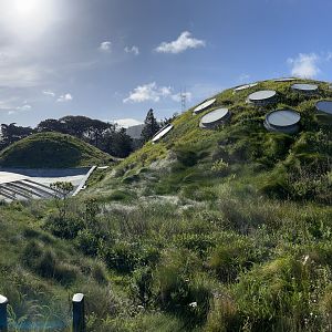 Living Roof