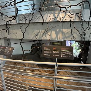 Golden Silk Orb Weaver Display