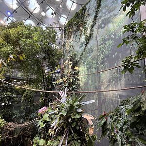 Rainforest Dome