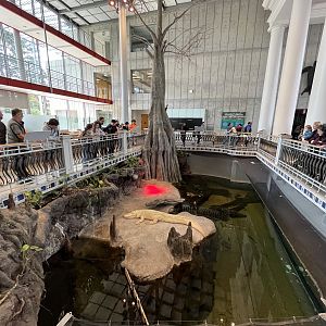 Alligator Swamp Exhibit