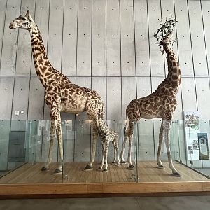 Giraffes