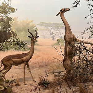 Gerenuk Diorama