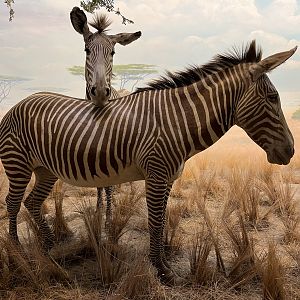 Zebra Diorama
