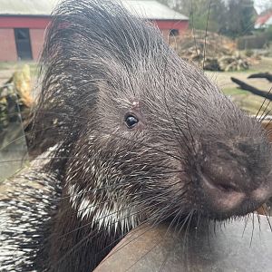 Zoo Braunschweig- porcupine- 2024