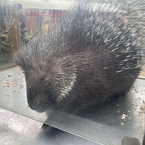 Zoo Braunschweig- porcupine at feeding station- 2024
