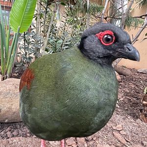 Zoo Braunschweig- female crested wood partridge- 2024