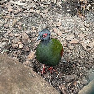 Zoo Braunschweig- female crested partridge- 2024