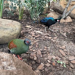 Zoo Braunschweig- crested partridge and Palawan peacock pheasant- 2024