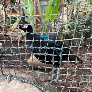 Zoo Braunschweig- Palawan peacock-pheasant- 2024