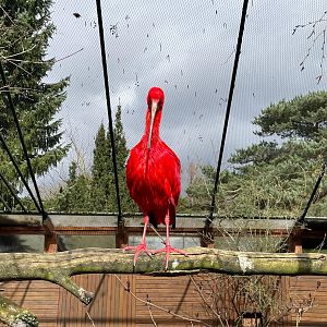 Zoo Braunschweig- scarlet ibis- 2024
